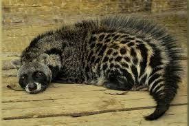 African Civet Wikipedia The Free Encyclopedia Animals Rare Animals Unique Animals