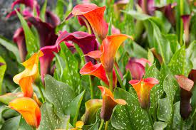 Calla Lily Division When And How To Divide A Calla Lily Plant