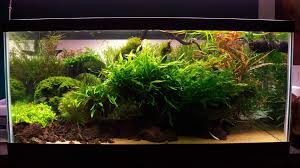 Nature Aquarium One Year Anniversary 40 Gallon Aquascape Nature Aquarium Aquascape Aquarium
