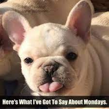 Funny French Bulldog Memes French Bulldog Funny French Bulldog Rescue French Bulldog Puppies