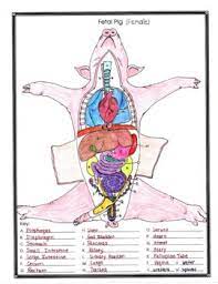Choose from 500 different sets of flashcards about fetal pig dissection lab answers on quizlet. Female Fetal Pig Anatomy And Simulated Dissection Worksheet By Biology Buff