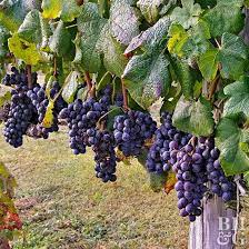 How To Grow Grapes Grape Plant Growing Wine Grapes Grape Tree