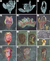 Image result for Spermacoce subvulgata