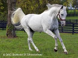 Unbridled S Song A Photo Album Horses Thoroughbred Horse Racing Beautiful Horses