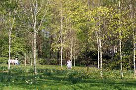 Birken is a general paediatrician in the division of paediatric medicine, professor at the university of toronto (u of t), and a senior scientist in child . Himalaya Birke Im Botanischen Garten Gutersloh Birkenhain Im Stadtpark