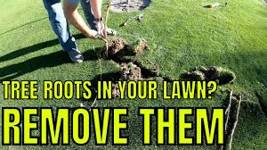 Check spelling or type a new query. How To Remove Tree Roots From Your Lawn Youtube