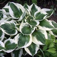 Funkie Herzlilie Hosta Patriot Lila Hosta Pflanzen Pflanzen Hosta Garten