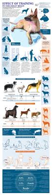 Dogs Brain Effects Of Training Infographic Dog Brain Dog Training Puppy Training