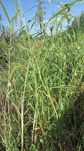 Image result for Setaria pseudaristata