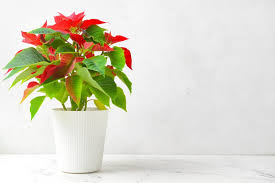 Get it saturday, apr 10. 20 Best Red Houseplants Types And Growing Tips Petal Republic