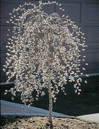 Weeping cherry trees and other cascading trees. Topgrafted Standards Morden Nurseries And Garden Center Flowering Trees Ornamental Trees Shade Trees