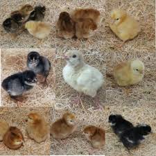 The bronze is a breed of domestic turkey. Hoover S Hatchery Lone Turkey Special 10 Count 1 Turkey Poult And 9 Chicks At Tractor Supply Co