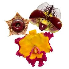 Image result for Cynanchum orangeanum