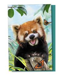 Tree Free Greetings Red Panda Selfie Greeting Card Set Of 12 Zulily Greeting Card Set Red Panda Card Set