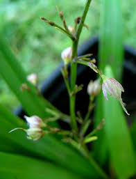 Image result for Anthericaceae