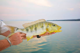 Image result for Tetradenia tanganyikae