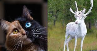 We have an extensive collection of amazing background images. 23 Cool Animals You Can Meet Once In A Lifetime Small Joys