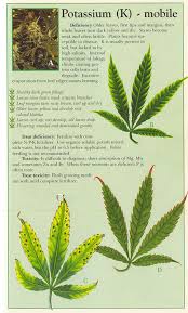 Remove the sickened leaves, make sure that the pot drains well, make sure the soil drains well but holds moisture, and reduce watering. Help Leaves Yellowing With Brown Spots And Spreading Rollitup