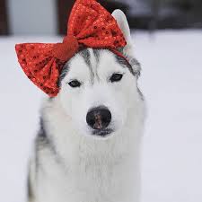 Siberian husky dog sledding with christmas sleigh snow globe. 15 Gttsd Ideas Snow Dogs Husky Dogs