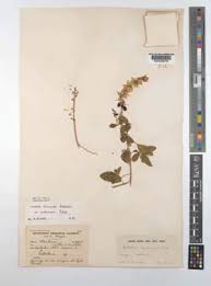 Image result for Crotalaria laburnoides
