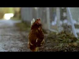 Open 6 days a week: Jung Von Matt Limmat Migros Tv Spot Huhn Chocolate Youtube