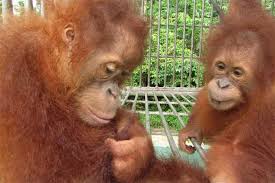 It was junk, sent by an unknown third party who is not using feedblitz to send their emails or manage their rss feeds. Leusers Erbe Wie Gerettete Orang Utans Die Arterhaltung Sicherstellen Mongabay Deutsch