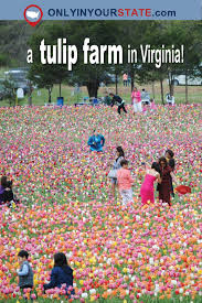 A Trip To Virginia S Neverending Tulip Field Will Make Your Spring Complete Virginia Vacation Virginia Travel Travel