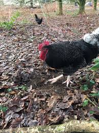 37 rue vasselot , 35000 , rennes , france city: Miimosa Comme Un Coq En Pate Miimosa