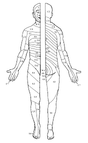 Printable Dermatome Chart Www Bedowntowndaytona Com