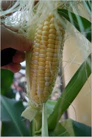 Sugary varieties grow vigorously and are stress august is a bit too late to be planting a second crop in nh since the first expected frost is around i have corn up and fixing to thin out.can you put the ones you thin in the ground somewhere eles to. Growing Sweet Corn In A Pot Home Is Where My Heart Is