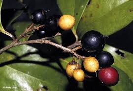 Image result for Scolopia