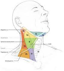 Lymph nodes are critical to the body's immune response, and so they commonly swell in reaction to infection and other causes. Cervical Lymph Nodes Of The Neck