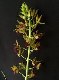 Image result for Eulophia alta