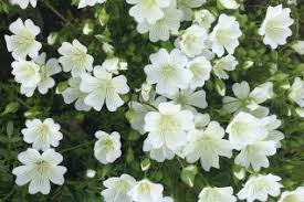 Image result for Hydrophyllaceae