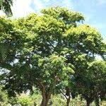 Image result for Pterocarpus rotundifolius