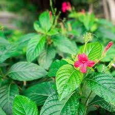 Image result for Blumea squarrosa