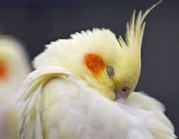 But their bodies should be grey and white with color mutations displaying nowhere but on the head. Blog Just Got A Lutino Female Cockatiel