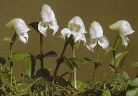 Image result for Disperis