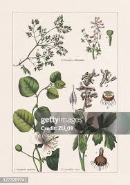 Image result for Capparaceae