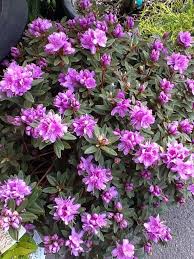Rhododendron Purple Gem And It Is Shade Garden Plants Landscape Decor Diy Pretty Flowers