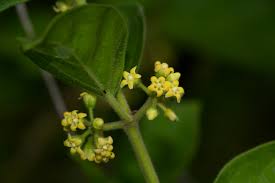 Image result for Marsdenia sylvestris