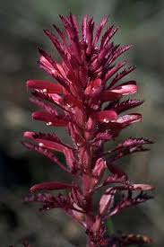Image result for Hunteria densiflora