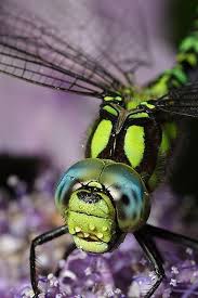 Drxgonfly Hawker Dragonfly Came Back 6 By Lord V Dragonfly Photos Dragonfly Photography Dragonfly