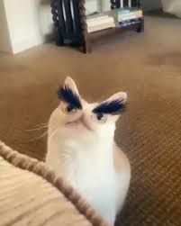 Kedilerin Gercek Yuzunu Goruyorsunuz Aslinda Uzaylilar Kedi Kediler Kedicikler Kedim Kedigiller Kediaski Kedi Cute Cat Gif Cats Funny Cat Memes