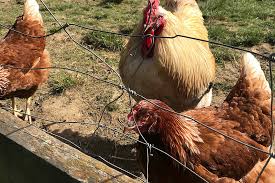 Hühnerrassen, die bunte eier legen. Huhner In Bunde Beziehen Badezimmer Und Legen Auch Dort Eier Radio Bielefeld