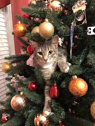 Caught In The Act Got Herself Stuck Christmas Cats Christmas Animals Funny Christmas Pictures