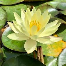 Image result for Nymphaea sulphurea
