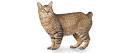 American Bobtail Cat Breed Information, Pictures ...
