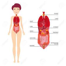811 female anatomy diagram organs free vectors on ai, svg, eps or cdr. Female Human Anatomy Internal Organs Diagram Physiology Structure Royalty Free Cliparts Vectors And Stock Illustration Image 125519103