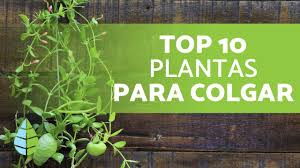 Colgando tus plantas harás que la vista vaya hacia arriba y la experiencia de tu espacio exterior sea distinta. 10 Plantas Colgantes De Exterior De Sol Y De Sombra Youtube